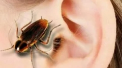 Co dělat, když insect vzal do ucha?